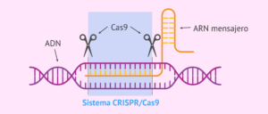 Sistema_CRISPR-Cas9
