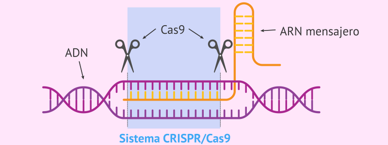 Sistema_CRISPR-Cas9
